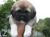 Chiots Kangal LOF à vendre