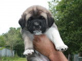Chiots Kangal LOF à vendre