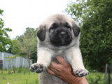 Chiots Kangal LOF à vendre