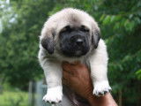 Chiots Kangal LOF à vendre