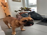 Chienne Bouledogue Fran&ccedil;ais &agrave; vendre