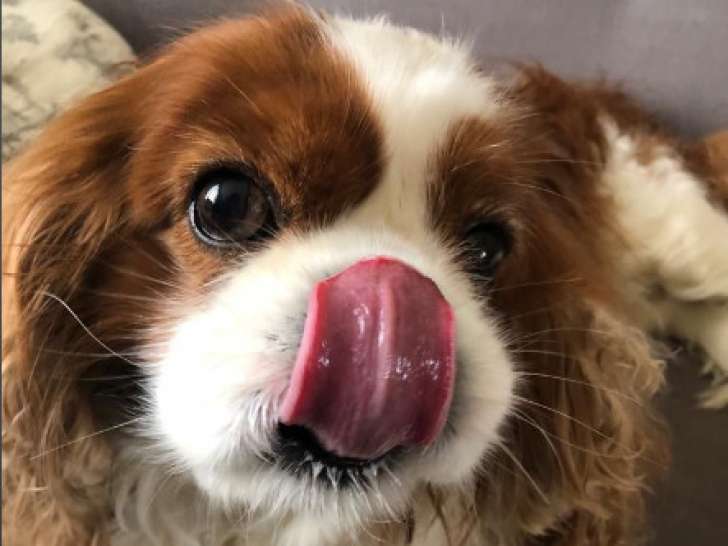 Mâle Cavalier King Charles Spaniel confirmé disponible pour saillie