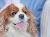 Mâle Cavalier King Charles Spaniel confirmé disponible pour saillie