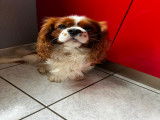 Mâle Cavalier King Charles blenheim disponible pour saillie
