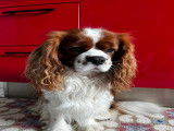 Mâle Cavalier King Charles blenheim disponible pour saillie