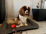 Mâle Cavalier King Charles blenheim disponible pour saillie