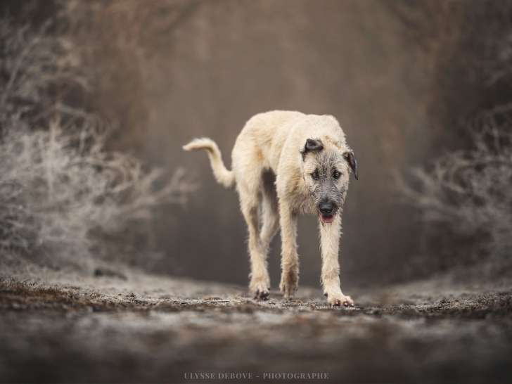 Chiots Irish Wolfhound de lignée beauté et de performance à vendre