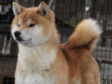 2 chiots m&acirc;les Shiba Inu LOF &agrave; vendre