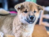 2 chiots m&acirc;les Shiba Inu LOF &agrave; vendre