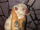 Chiots Bouledogue Français à vendre