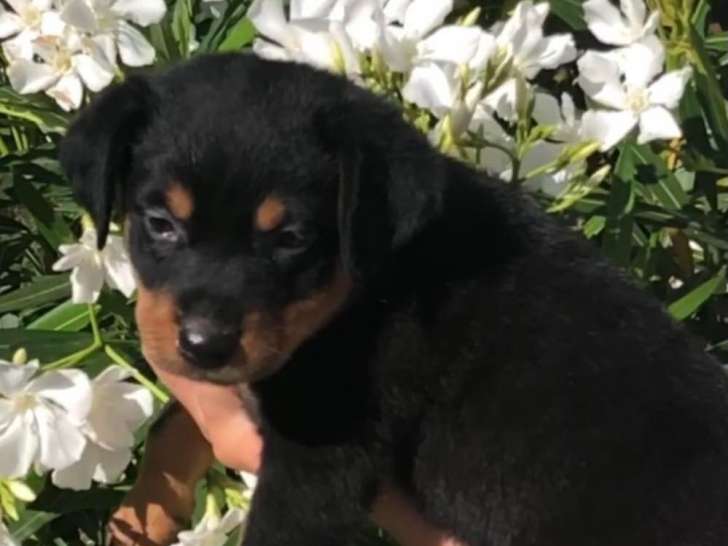 Chiots berger australien croisé labrador à vendre