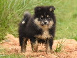 Chiots Finnois de Laponie LOF à vendre