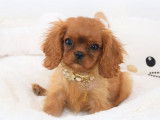 Un chiot mâle Cavalier King Charles disponible LOF