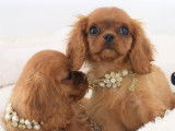 Un chiot mâle Cavalier King Charles disponible LOF