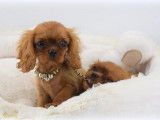 Un chiot mâle Cavalier King Charles disponible LOF