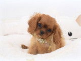 Un chiot mâle Cavalier King Charles disponible LOF