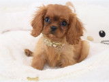 Un chiot mâle Cavalier King Charles disponible LOF