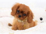 Un chiot mâle Cavalier King Charles disponible LOF