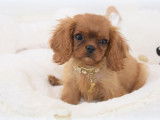 Un chiot mâle Cavalier King Charles disponible LOF
