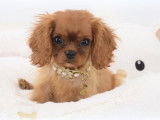 Un chiot mâle Cavalier King Charles disponible LOF
