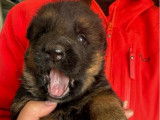 À vendre un chiot mâle Berger Allemand LOF