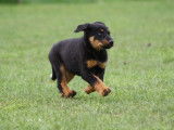 Disponibles à la vente 2 chiots femelles Beaucerons