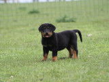 Disponibles à la vente 2 chiots femelles Beaucerons
