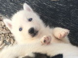 6 chiots Huskys Sibériens LOF à la réservation