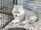 6 chiots Huskys Sibériens LOF à la réservation