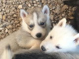6 chiots Huskys Sibériens LOF à la réservation