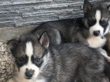 6 chiots Huskys Sibériens LOF à la réservation