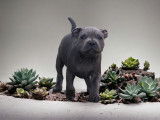 Disponibles à la vente 4 chiots Staffordshires Bull Terriers  LOF