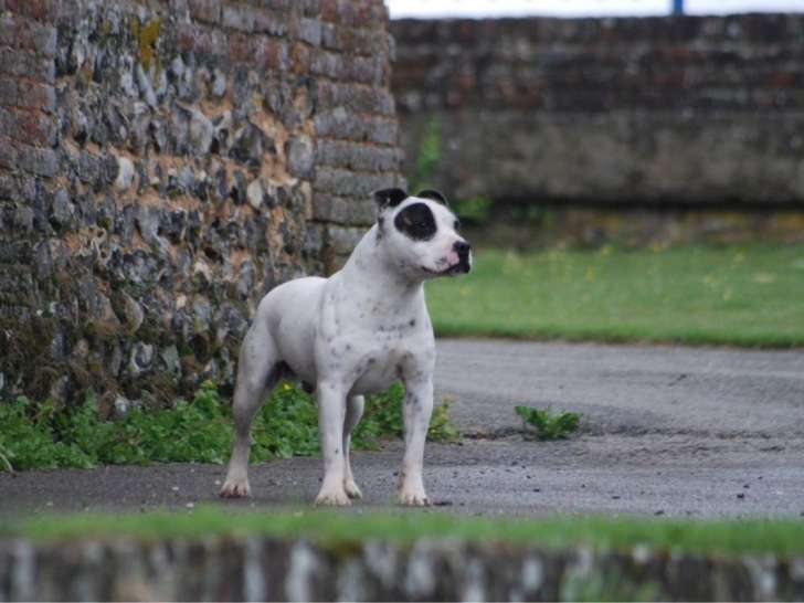 Chien mâle Staffordshire Bull Terrier adulte LOF disponible pour saillie