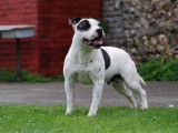 Chien mâle Staffordshire Bull Terrier adulte LOF disponible pour saillie