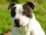 Chien mâle Staffordshire Bull Terrier adulte LOF disponible pour saillie