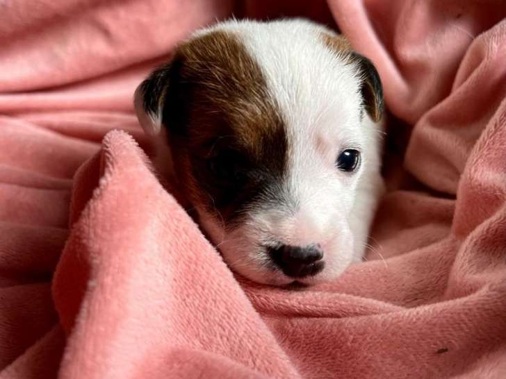 Des chiots Jack Russell Terriers LOF disponibles à la réservation