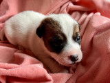 Des chiots Jack Russell Terriers LOF disponibles &agrave; la r&eacute;servation