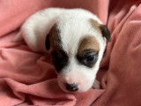 Des chiots Jack Russell Terriers LOF disponibles &agrave; la r&eacute;servation