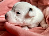 Des chiots Jack Russell Terriers LOF disponibles &agrave; la r&eacute;servation