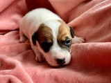 Des chiots Jack Russell Terriers LOF disponibles &agrave; la r&eacute;servation