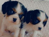 3 chiots Cavaliers King Charles LOF à réserver