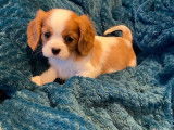 3 chiots Cavaliers King Charles LOF à réserver
