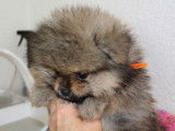 3 chiots Spitz Nain Poméranien LOF à vendre