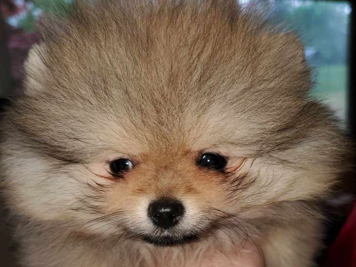 3 chiots Spitz Nain Poméranien LOF à vendre