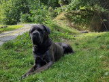 Mâle Cane Corso LOF confirmé disponible pour saillie
