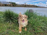 Chienne adulte Berger Allemand Miniature rouge merle LOF de 2 ans disponible à la vente