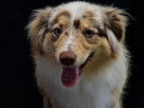 Chienne adulte Berger Allemand Miniature rouge merle LOF de 2 ans disponible à la vente