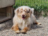 Chienne adulte Berger Allemand Miniature rouge merle LOF de 2 ans disponible à la vente