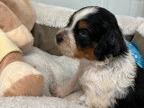 6 chiots mâles Épagneuls Bretons noir tricolore LOF disponibles à la réservation