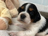 6 chiots mâles Épagneuls Bretons noir tricolore LOF disponibles à la réservation